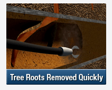 Tree Root Intrusions Penshurst
